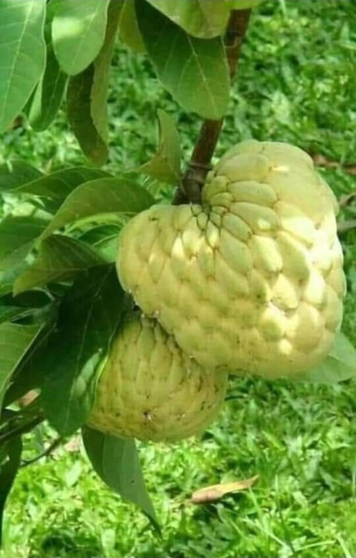 Custard Apple hover 2